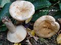 Lactarius pallidus-amf1117